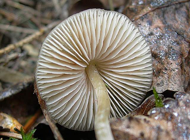 La  Flora  micologica  Alsaziana